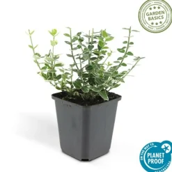 LA GREEN TOUCH - Fusain 'emerald 'n gaiety' x20 – entre 1,25 et 1,67m2
