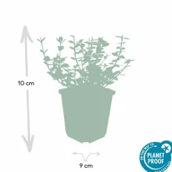 LA GREEN TOUCH - Fusain 'emerald 'n gaiety' x20 – entre 1,25 et 1,67m2