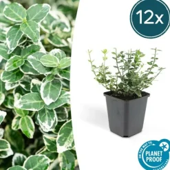 LA GREEN TOUCH - Fusain 'emerald 'n gaiety' x20 – entre 1,25 et 1,67m2
