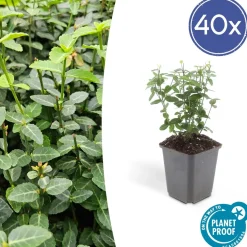LA GREEN TOUCH - Fusain rampant x40 – entre 2,5 et 3,33m2