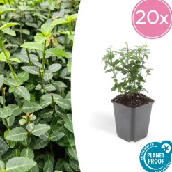 LA GREEN TOUCH - Fusain rampant x6 – entre 0,38 et 0,5m2