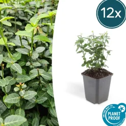 LA GREEN TOUCH - Fusain rampant x12 – entre 0,75 et 1m2