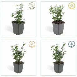 LA GREEN TOUCH - Fusain rampant x12 – entre 0,75 et 1m2