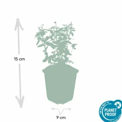 LA GREEN TOUCH - Fusain rampant x60 – entre 3,75 et 5m2