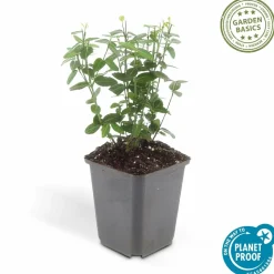 LA GREEN TOUCH - Fusain rampant x20 – entre 1,25 et 1,67m2
