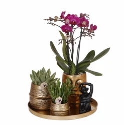 LA GREEN TOUCH - Gift set hotel chic | orchidée phalaenopsis pourpre et succulentes