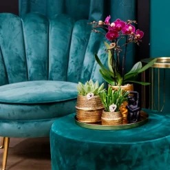 LA GREEN TOUCH - Gift set hotel chic | orchidée phalaenopsis pourpre et succulentes