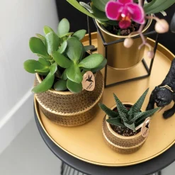 LA GREEN TOUCH - Gift set hotel chic | orchidée phalaenopsis pourpre et succulentes