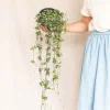 LA GREEN TOUCH - Grand ceropegia woodii - chaîne de coeurs 50cm - plante d'intérieur