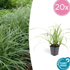 LA GREEN TOUCH - Grand palmier areca et son pot - hauteur 85cm