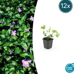 LA GREEN TOUCH - Grande pervenche x12 – entre 0,75 et 1m2