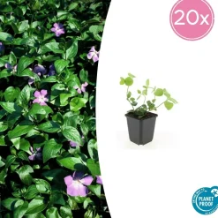 LA GREEN TOUCH - Grande pervenche x12 – entre 0,75 et 1m2