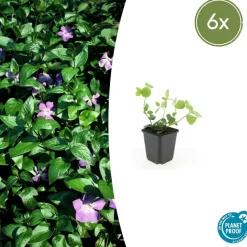 LA GREEN TOUCH - Grande pervenche x6 – entre 0,38 et 0,5m2