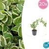 LA GREEN TOUCH - Grande pervenche 'variegata' x20 – entre 1,25 et 1,67m2