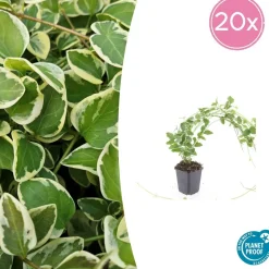 LA GREEN TOUCH - Grande pervenche 'variegata' x20 – entre 1,25 et 1,67m2