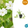 LA GREEN TOUCH - Grande pervenche 'alba' x60 – entre 3,75 et 5m2