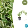 LA GREEN TOUCH - Grande pervenche 'variegata' x6 – entre 0,38 et 0,5m2