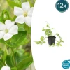 LA GREEN TOUCH - Grande pervenche 'alba' x12 – entre 0,75 et 1m2