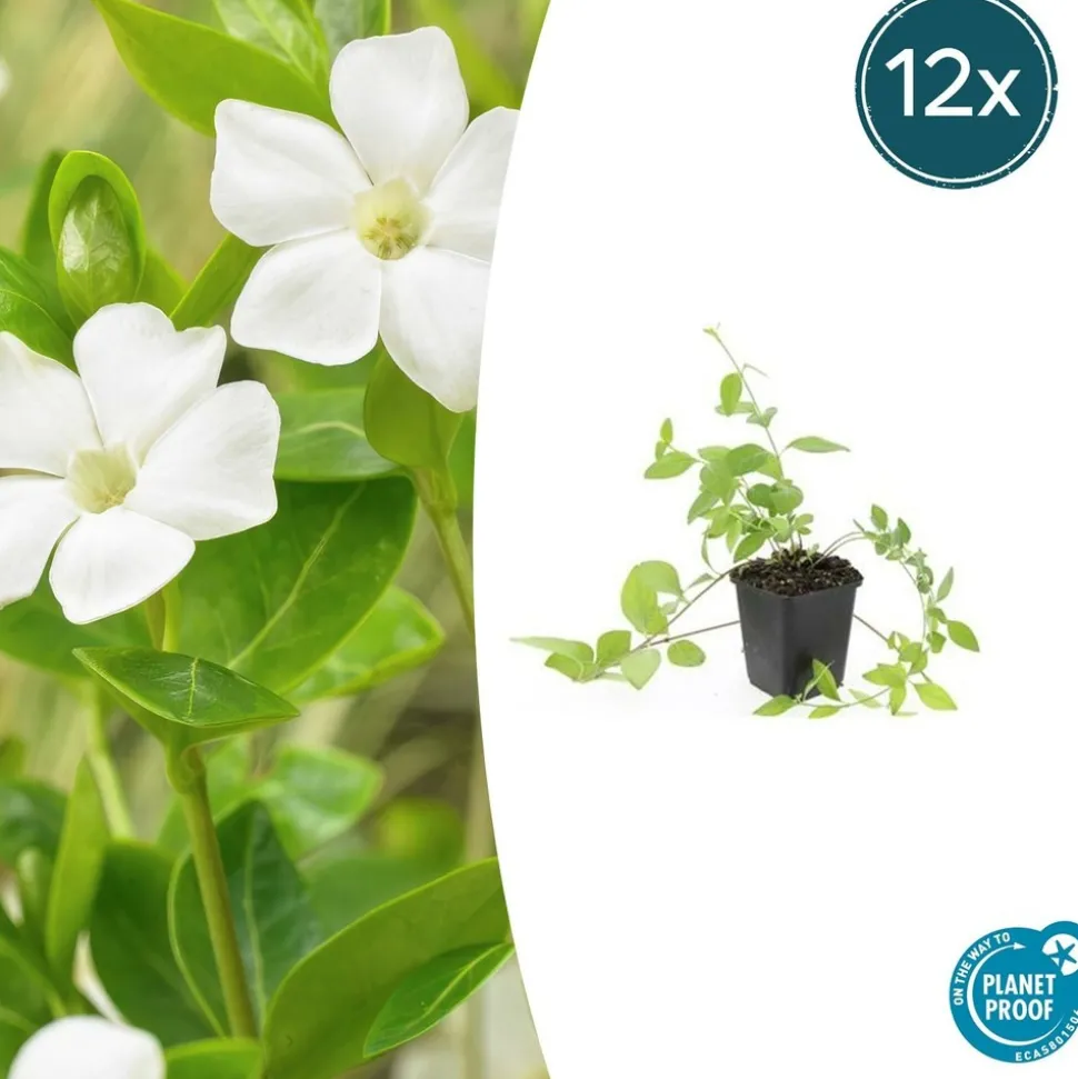 LA GREEN TOUCH - Grande pervenche 'alba' x12 – entre 0,75 et 1m2