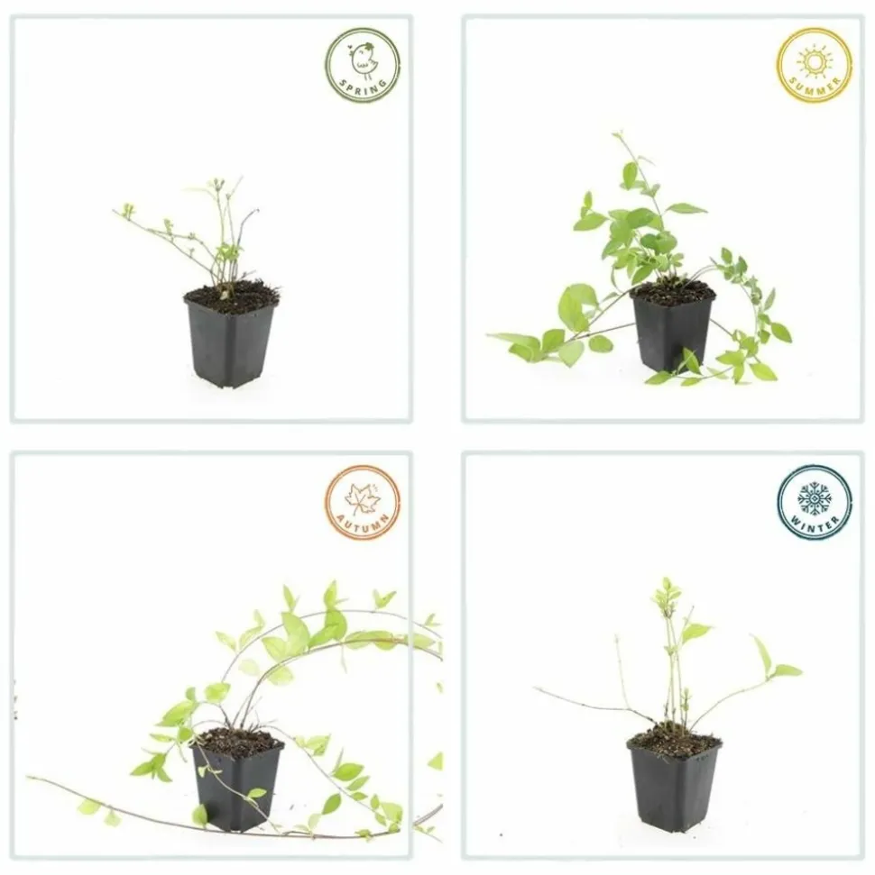 LA GREEN TOUCH - Grande pervenche 'alba' x12 – entre 0,75 et 1m2