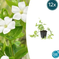 LA GREEN TOUCH - Grande pervenche 'alba' x12 – entre 0,75 et 1m2