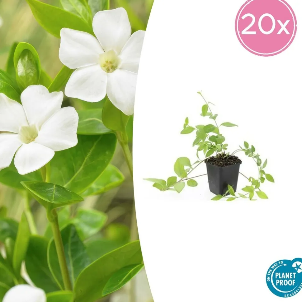 LA GREEN TOUCH - Grande pervenche 'alba' x12 – entre 0,75 et 1m2