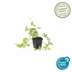 LA GREEN TOUCH - Grande pervenche 'alba' x20 – entre 1,25 et 1,67m2