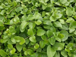 LA GREEN TOUCH - Grande pervenche 'alba' x20 – entre 1,25 et 1,67m2