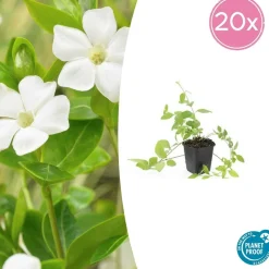 LA GREEN TOUCH - Grande pervenche 'alba' x20 – entre 1,25 et 1,67m2