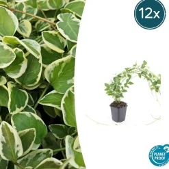 LA GREEN TOUCH - Grande pervenche 'variegata' x12 – entre 0,75 et 1m2