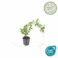 LA GREEN TOUCH - Grande pervenche 'variegata' x12 – entre 0,75 et 1m2
