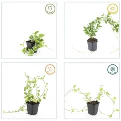 LA GREEN TOUCH - Grande pervenche 'variegata' x12 – entre 0,75 et 1m2