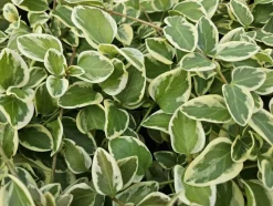 LA GREEN TOUCH - Grande pervenche 'variegata' x12 – entre 0,75 et 1m2