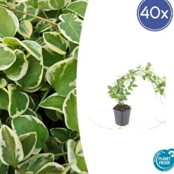 LA GREEN TOUCH - Grande pervenche 'variegata' x12 – entre 0,75 et 1m2