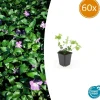 LA GREEN TOUCH - Grande pervenche x60 – entre 3,75 et 5m2