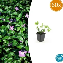 LA GREEN TOUCH - Grande pervenche x60 – entre 3,75 et 5m2