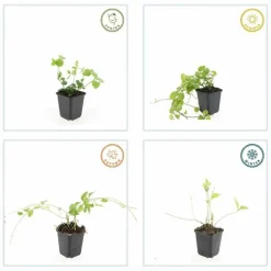 LA GREEN TOUCH - Grande pervenche x60 – entre 3,75 et 5m2