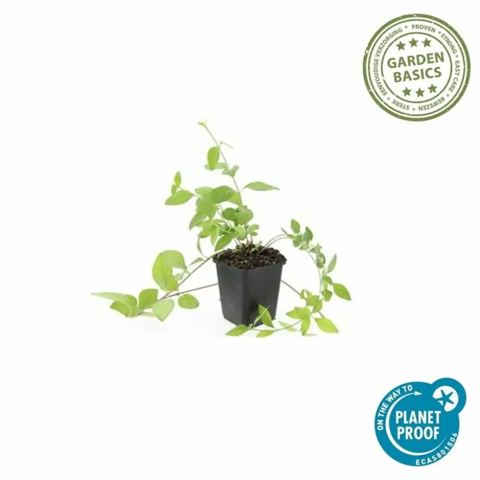 LA GREEN TOUCH - Grande pervenche 'alba' x6 – entre 0,38 et 0,5m2