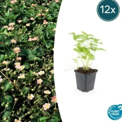 LA GREEN TOUCH - Grande pervenche x40 – entre 2,5 et 3,33m2