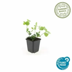 LA GREEN TOUCH - Grande pervenche x40 – entre 2,5 et 3,33m2