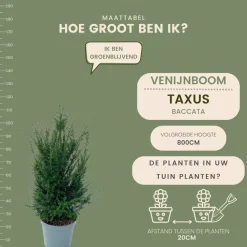 LA GREEN TOUCH - Grands ifs h100cm pour 10 mètres linéaires de haie 25x12l
