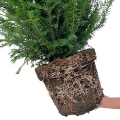 LA GREEN TOUCH - Grands ifs h125cm pour 10 mètres linéaires de haie 20x12l