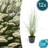 LA GREEN TOUCH - Géranium macrorrhizum czakor x 20