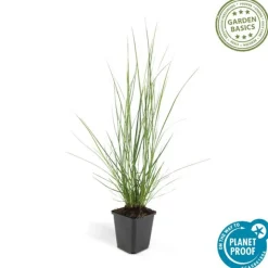 LA GREEN TOUCH - Géranium macrorrhizum czakor x 20