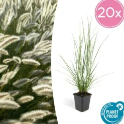 LA GREEN TOUCH - Géranium macrorrhizum czakor x 40