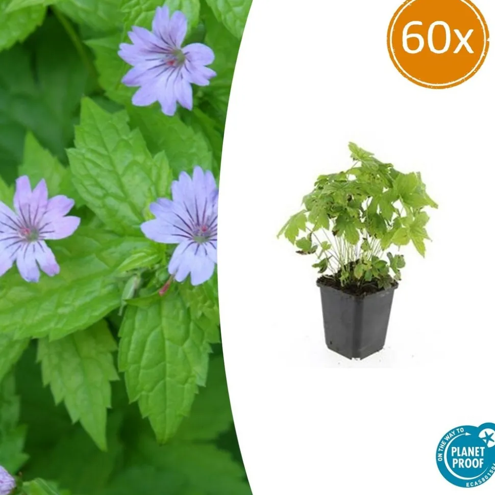 LA GREEN TOUCH - Géranium noueux x60 – entre 3,75 et 5m2