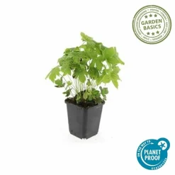 LA GREEN TOUCH - Géranium noueux x60 – entre 3,75 et 5m2