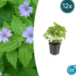 LA GREEN TOUCH - Géranium noueux x60 – entre 3,75 et 5m2