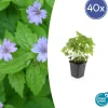 LA GREEN TOUCH - Géranium noueux x40 – entre 2,5 et 3,33m2