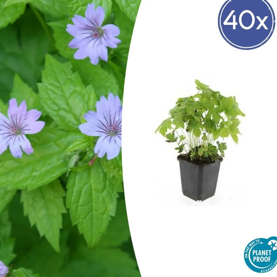LA GREEN TOUCH - Géranium noueux x40 – entre 2,5 et 3,33m2